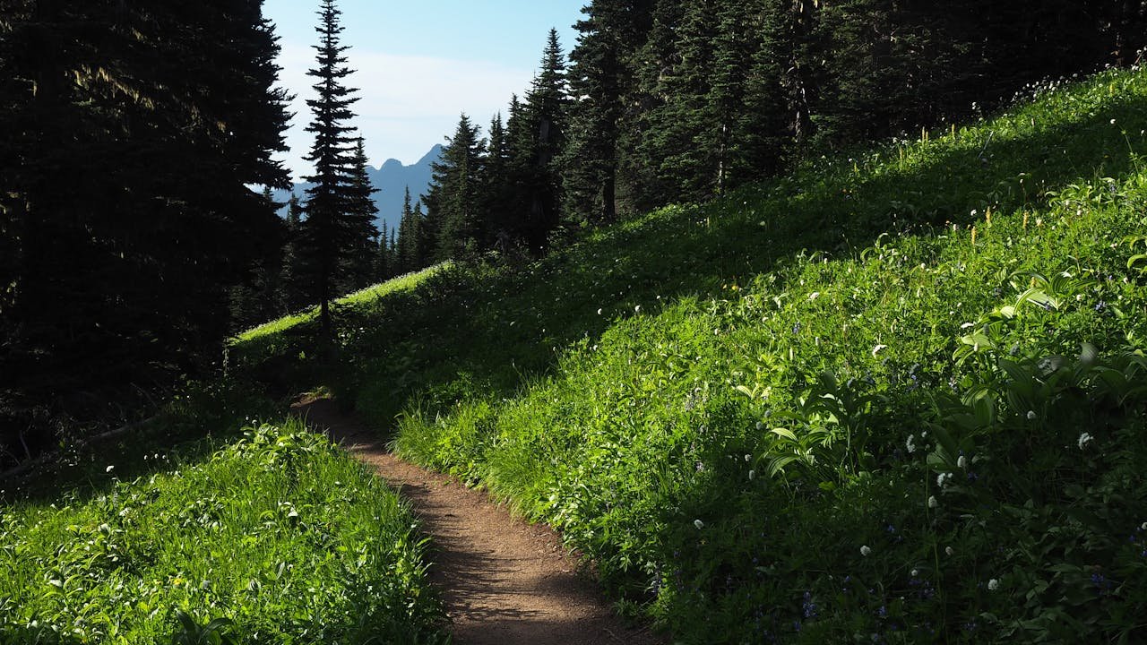 A serene forest pathway surrounded by vibrant green grass and towering pine trees.
